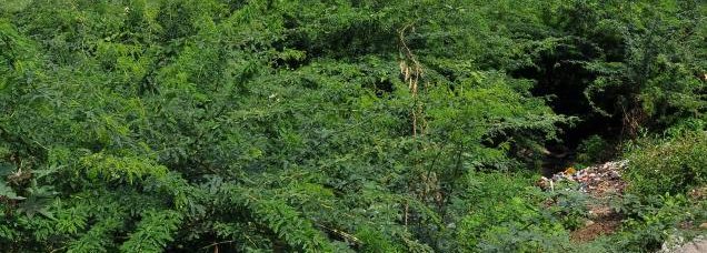 சீமை கருவேல மரங்களை அகற்றுவது