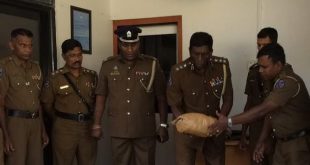 சாவகச்சேரியில் 231 கிலோ கேரளா கஞ்சா