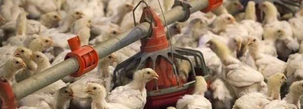 அமெரிக்காவில் இருந்து இறைச்சிக் கோழி இறக்குமதி