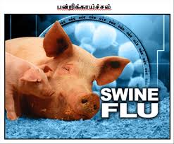 244 பேருக்கு கிளிநொச்சியில் பன்றிக் காய்ச்சல்