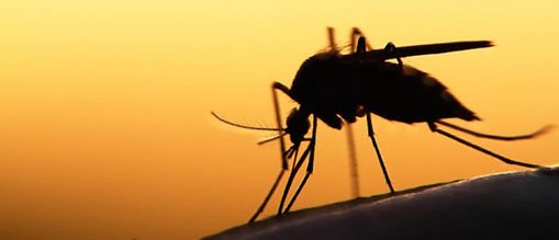 டெங்கு காய்ச்சலால்