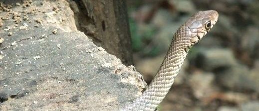 பாம்பு தீண்டியதால் பரிதாபமாக பலியான 5 பிள்ளைகளின் தாய்